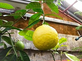 Страна Лимония